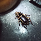 Harlequin Roach