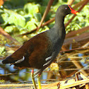 Common Gallinule