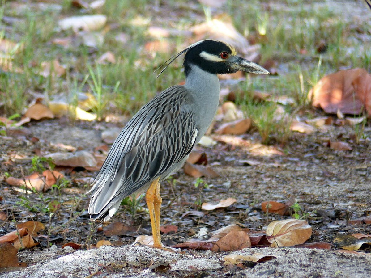 Yellow-crowned Night Heron