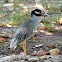 Yellow-crowned Night Heron