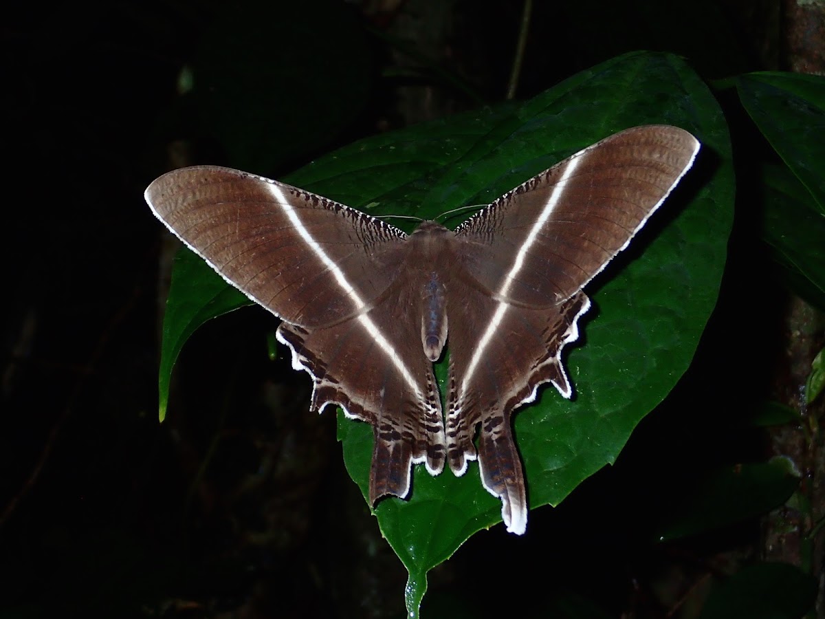 Giant Uraniid Moth/Tropical Swallowtail Moth