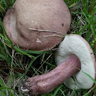 Tylopilus lilac