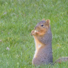 Fox squirrel