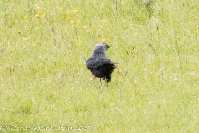 Jackdaw