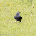 Jackdaw