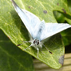 Holly Blue