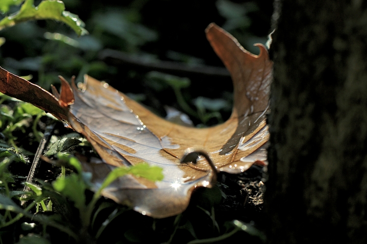 Prime piogge d'Ottobre di l_aura