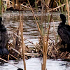 Cormorant; Cormorán Grande