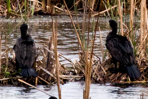 Cormorant; Cormorán Grande