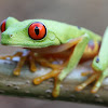 Red-eyed Treefrog