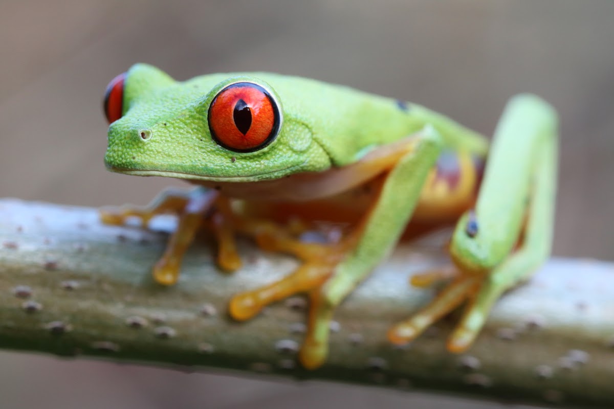 Red-eyed Treefrog