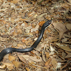 Southern Black Racer