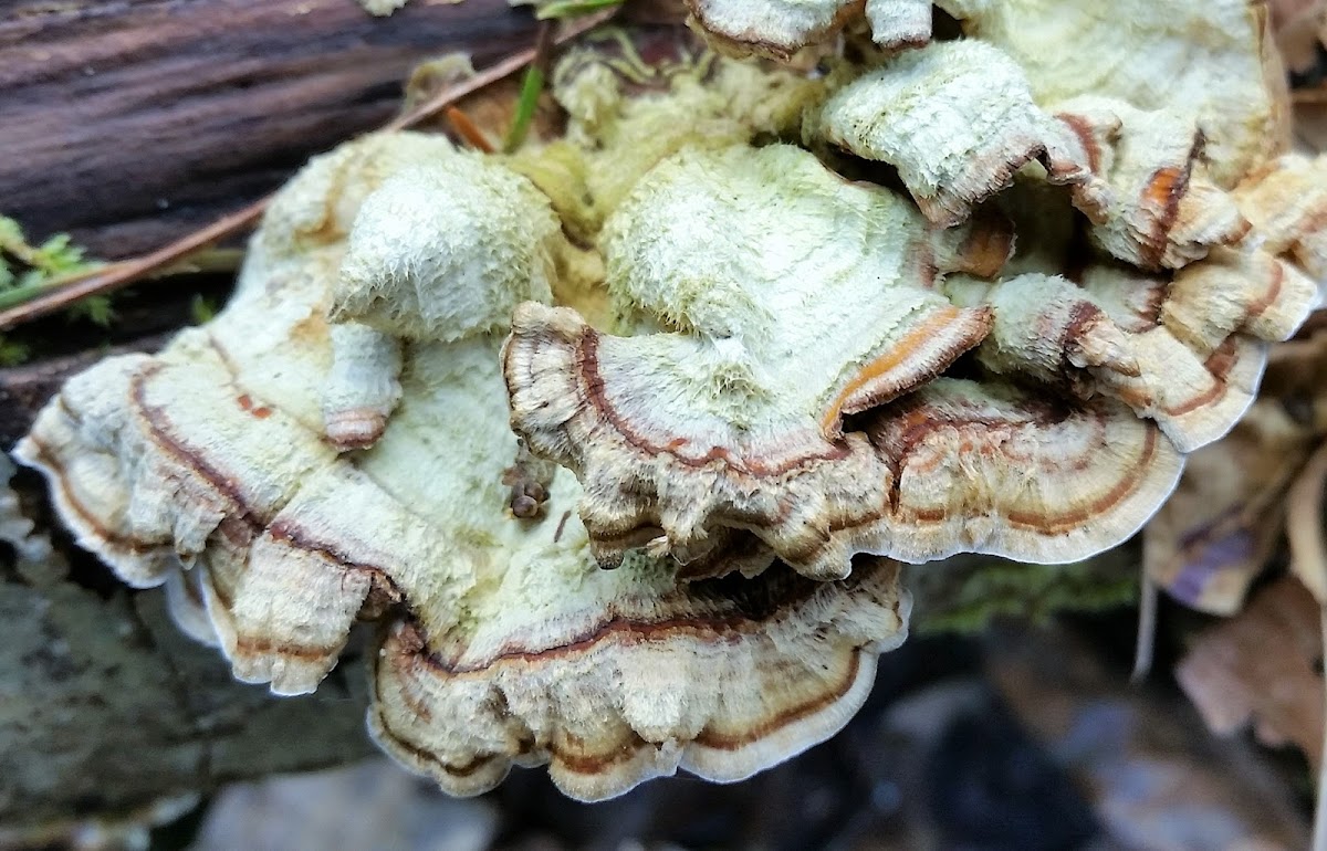 Shelf fungus