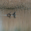 Pied-billed Grebes