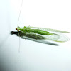 Green Lacewing