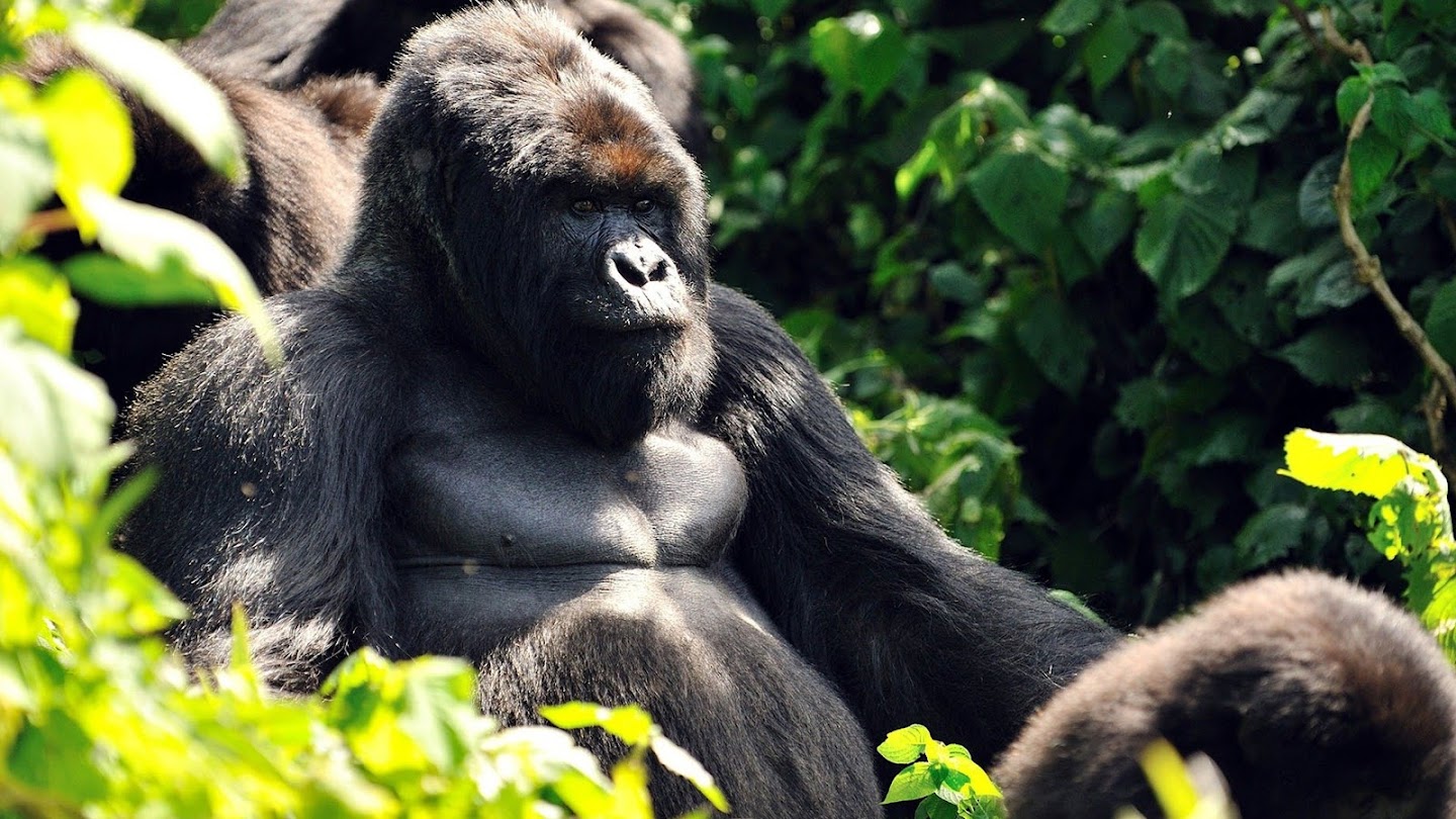 Mountain Gorilla