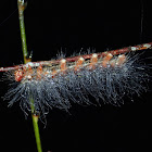 Caterpillar