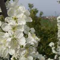 fiore di susino di 