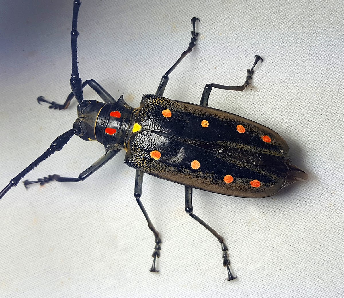 Longhorn Beetle