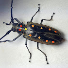 Longhorn Beetle