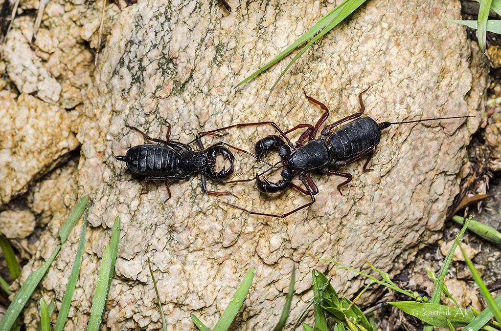 Whip Scorpion