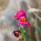 Snapdragon