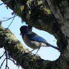 scrub jay