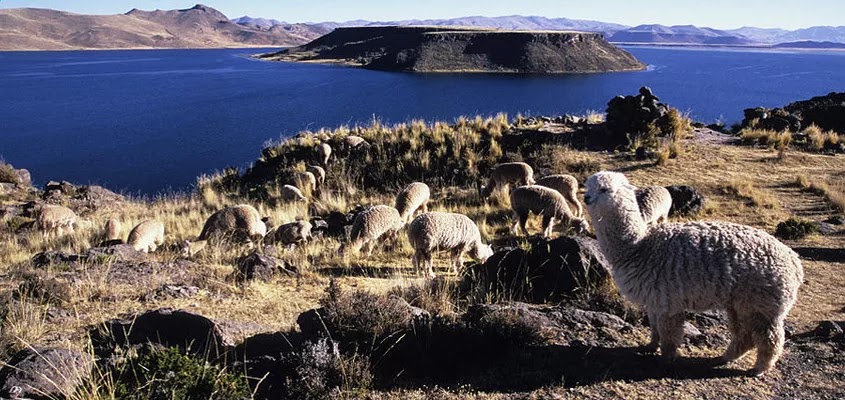 FAUNA SILLUSTANI | SILLUSTANI EN RUTA