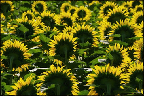 Di spalle ai girasoli di PhotoFabio