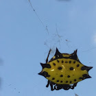 Spiny orb-weaver