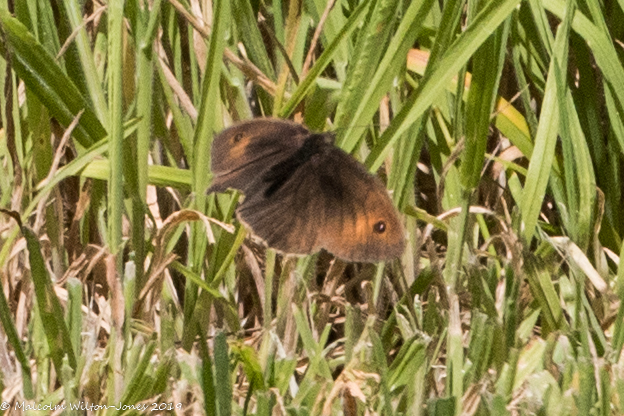 Meadow Brown