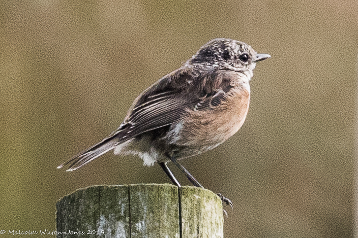 Stonechat