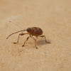 Acorn Weevil