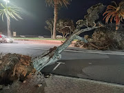 The storm and strong winds lashing the Western Cape proved to be the undoing of this tree outside Mynt Cafe in Camps Bay. 