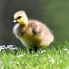 Canada goose