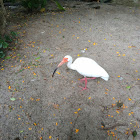 American white ibis