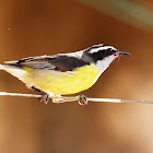 Cambacica (Bananaquit)