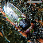 Green bodied Soldier Fly, female