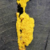 Yellow slime mold