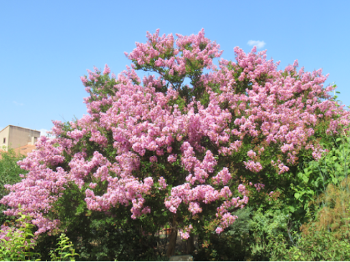 arbre fleuri du jardin