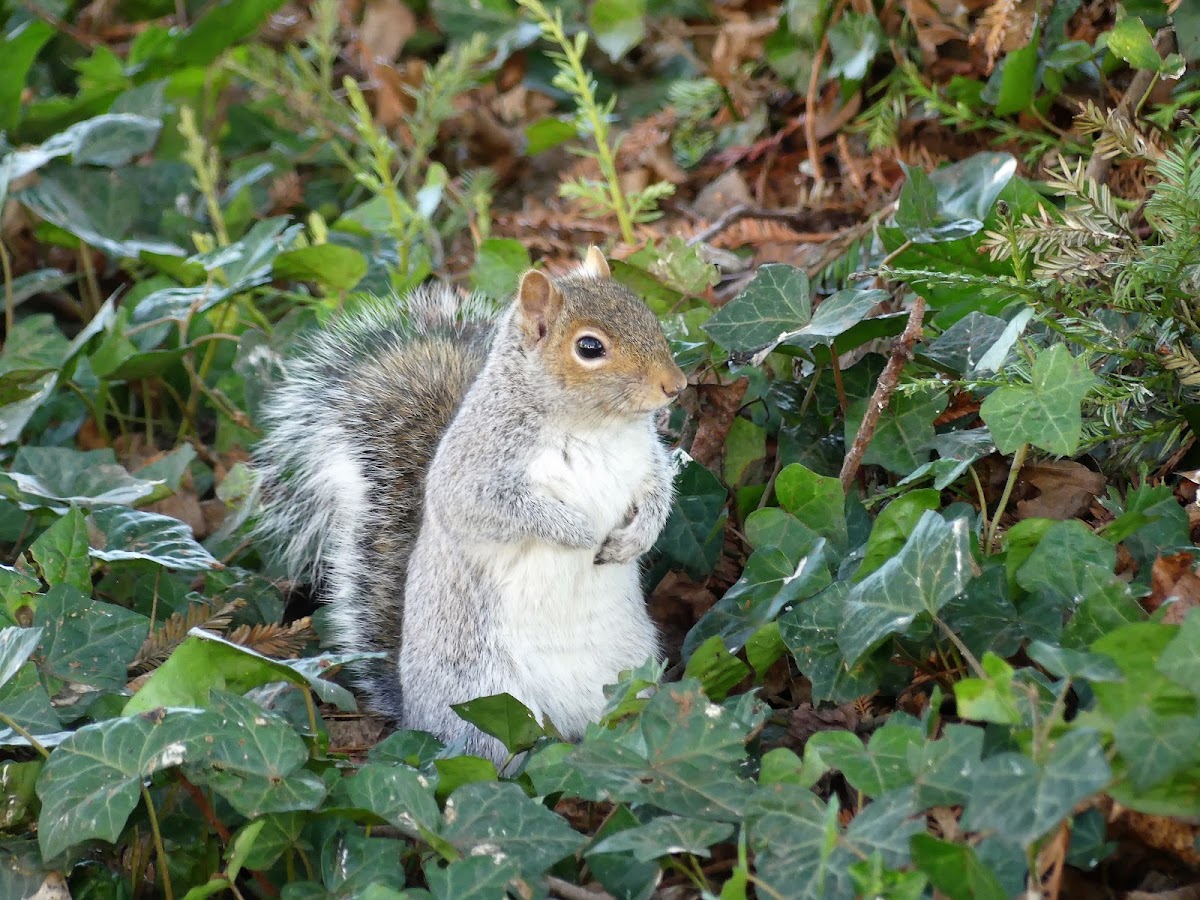 Grey Squirrel