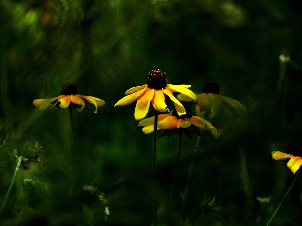 Brown-Eyed Susan