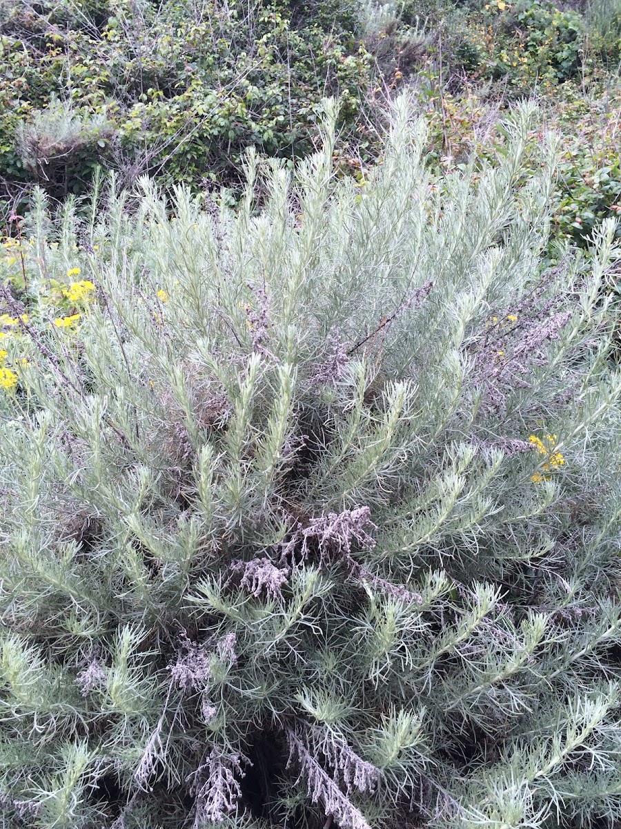 California Sagebrush