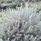 California Sagebrush