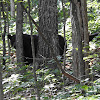 American Black bear