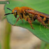 Hairy Digger Wasp, Female