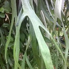 Staghorn Fern