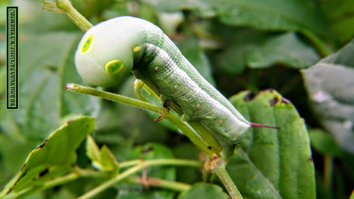 Vine hawk moth caterpillar