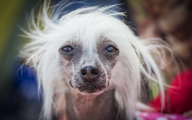 Chinese Crested Thème et nouvel onglet