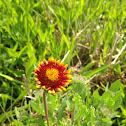 Blanket Flower